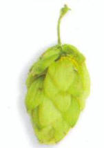 head_of_hop